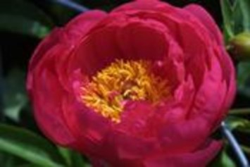 Obituary of Lorraine C Campbell