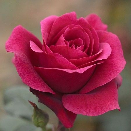 Obituary of Marla K. Eastman