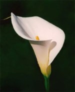Patricia Loughran