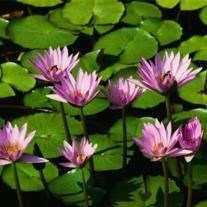 Obituary of Jammin Hsu