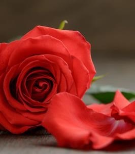 Obituary of Marianne Regina Hartzmark