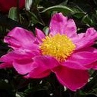 Obituary of Barbara Fincher
