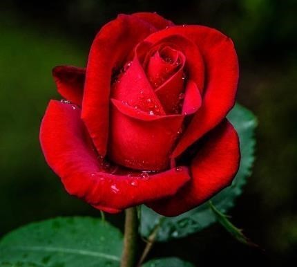 Obituary of Pedro Aguilar