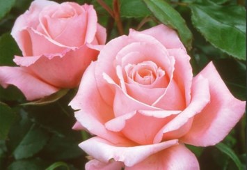 Obituary of Olivia Rebeca Romero