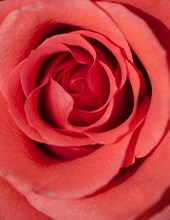 Obituary of Martha Rose Burns