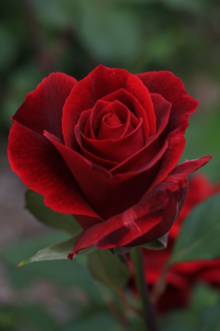 Obituary of Olga Gonzalez