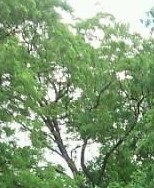 Dora Vargas Obituary - Dallas, TX
