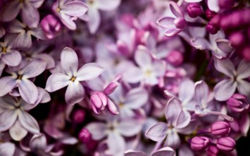 Obituary of Lois Frankie Hanson