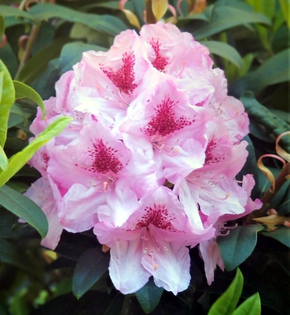 Obituary of I. Noreen Dana