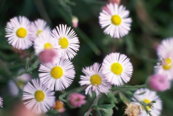 Obituary of Mildred Cohen