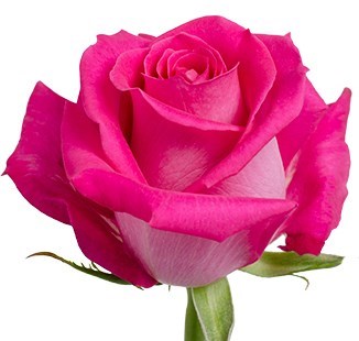 Obituary of Tamera Jo Payne