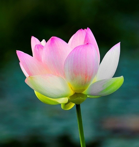 Obituary of Trần Kỳ