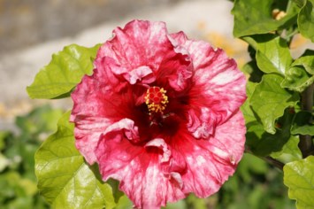 Obituary of Catherine Slattery