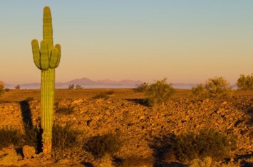 Obituary of Alejandro Flores Cota