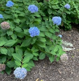 Obituary of Michael Perry