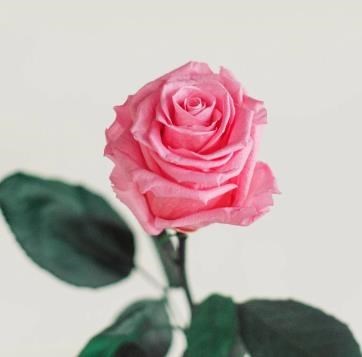 Obituary of Susan Andrews Pacheco