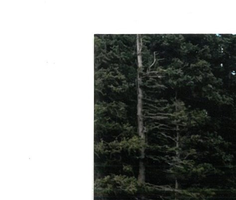Alan Coloroso Obituary - Thornton, CO
