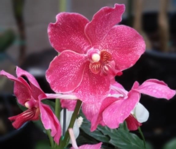 Obituary of Violet Lum Ing