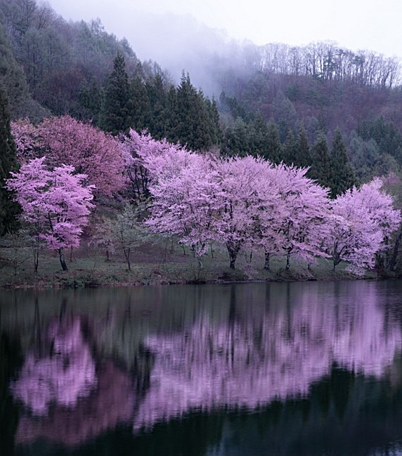 Avis de décès de Janice "Jan" Gayle Oldridge