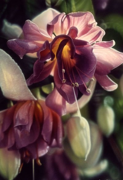 Obituary of Lois E. Burgess