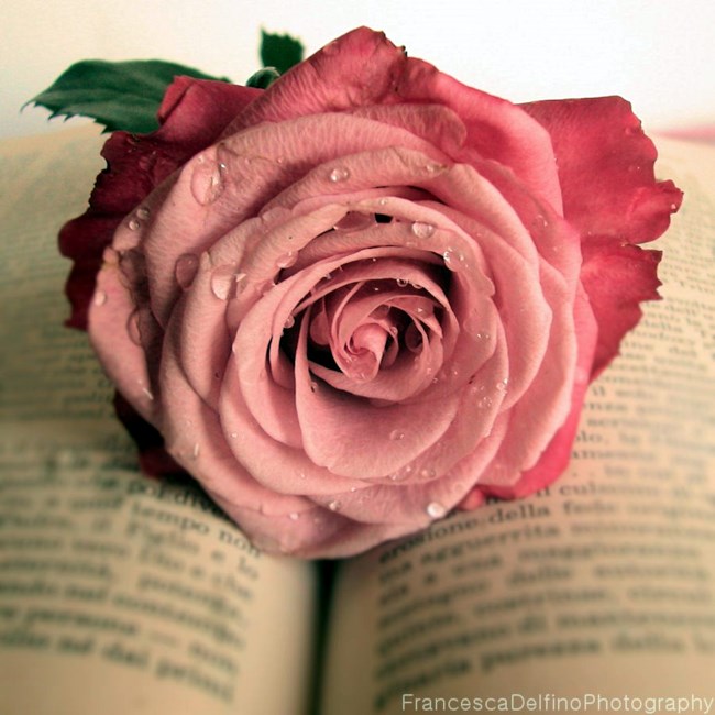 Obituary of Evelyn Payne Rodda