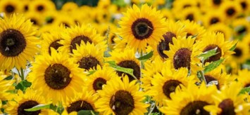 Obituary of Joan Marie Meyers