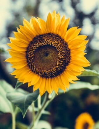 Obituary of Dellamae Ann Kaffka