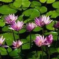 Obituary of Patricia Ann Chapman