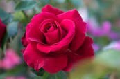 Obituary of Paula Louise Haakenson