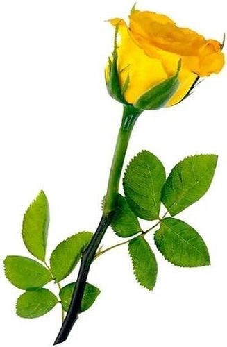 Obituary of Georgia A. King