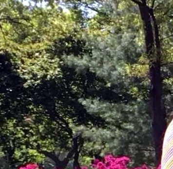 Mary Jane Schulte Obituary - St. Louis, MO