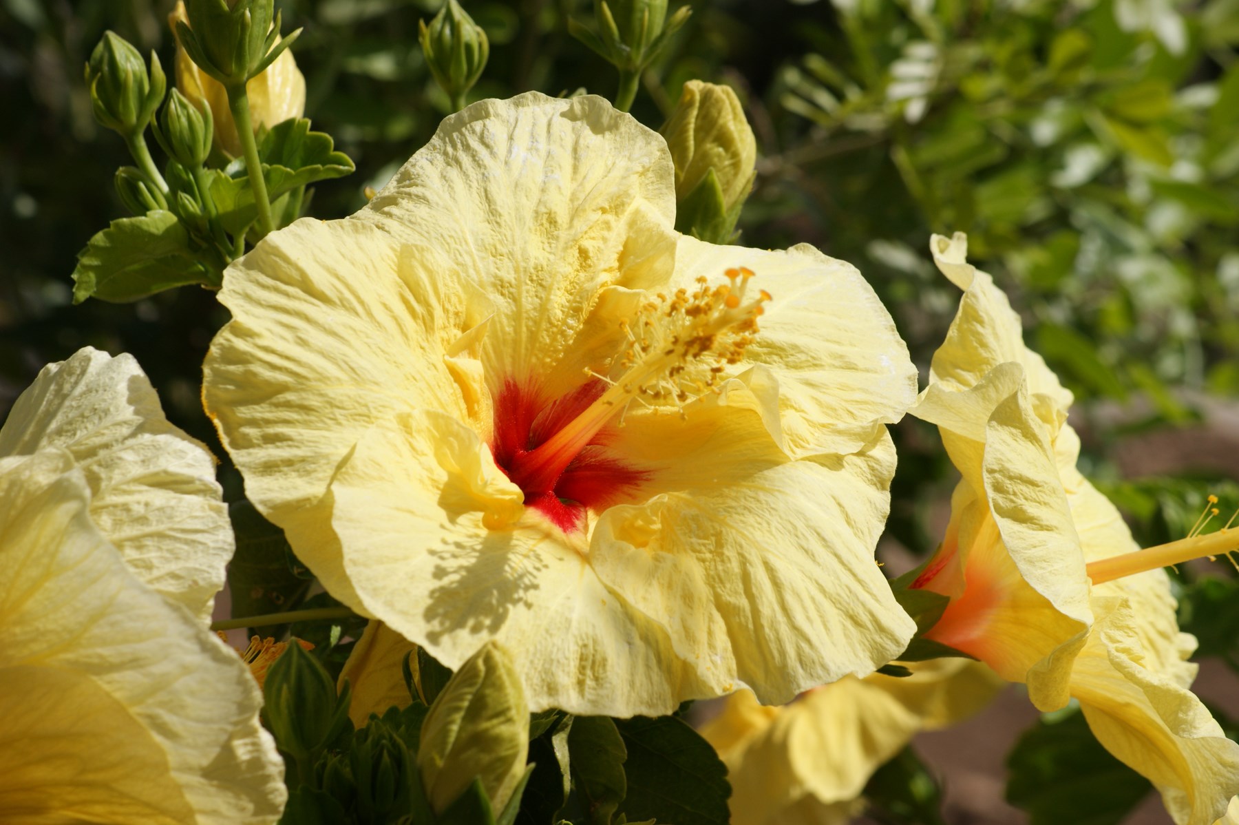 Obituary of Geraldine Foster