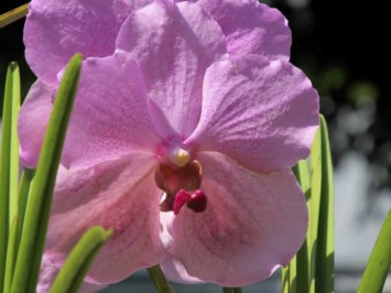 Obituary of Olive Brown