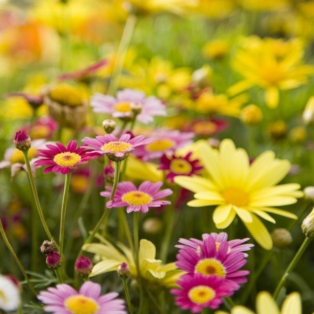 Obituary of Jo Ann Wright