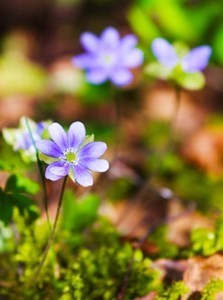 Obituary of Susan Dorothy Baker