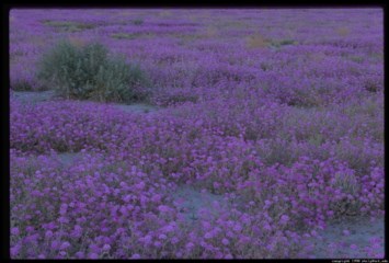 Obituary of Donald Joseph Cook Jr