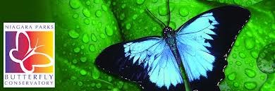 Obituary of Elizabeth "Dolly" Nicholson