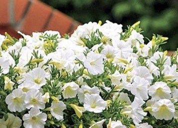 Obituary of Esther Jane Ochoa