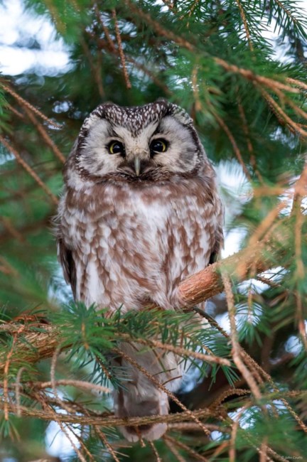 Obituary of Phyllis Gifford Todd