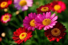 Obituary of Carolyn West Boland