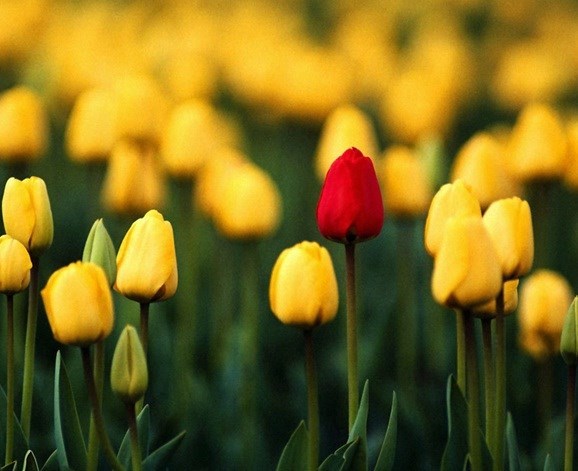 Obituary of Geraldine Ross