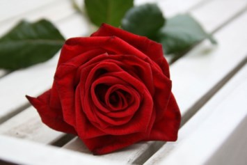 Obituary of Mary Laura Ares