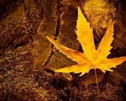 Obituary of Barry E Hails