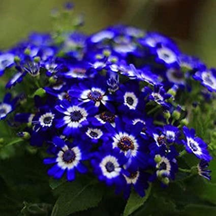 Obituary of Brenda Joyce Jackson