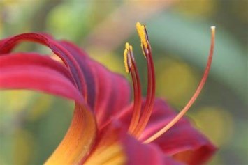 Obituary of Susan Elizabeth Ferrell