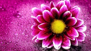 Obituary of Hansaim Liza Lee Goncalves