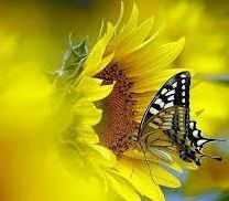 Obituary of Denise A. Reed