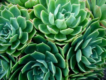 Obituary of Jose Antonio Garza