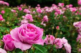 Obituary of Rebecca Thornton