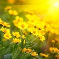 Obituary of Pauline Kathryn Rose